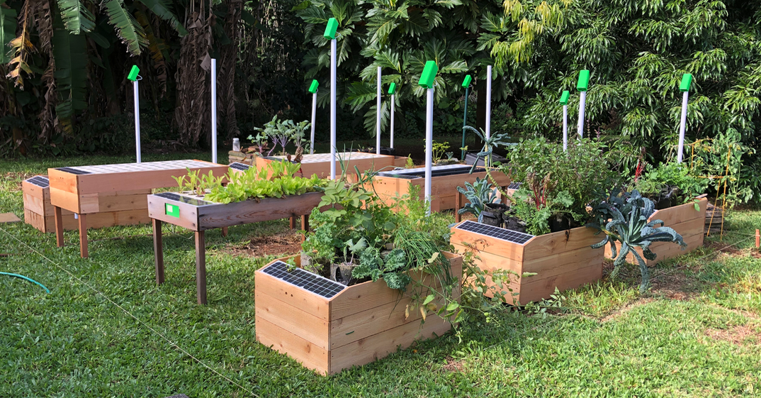These are automated gardens that make growing your own highly nutritious food very easy.