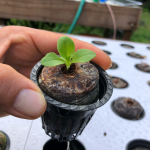 lettuce sprout hydroponic organic