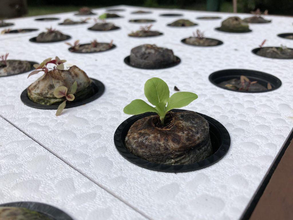 This is how your growbot should look in about 6 to 10 days.